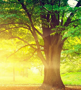 羽翼之上，乘风翱翔