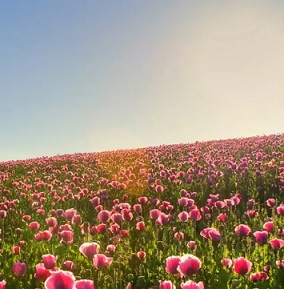 《星星之火，如何燎原》微班会教案